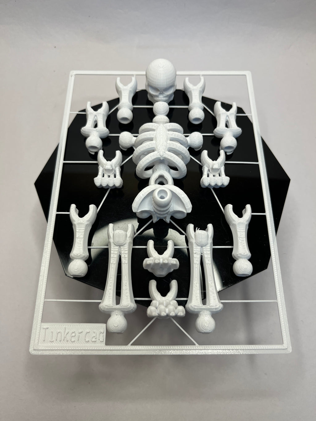 The Bare Bones Project: Anatomy Assembly Kit