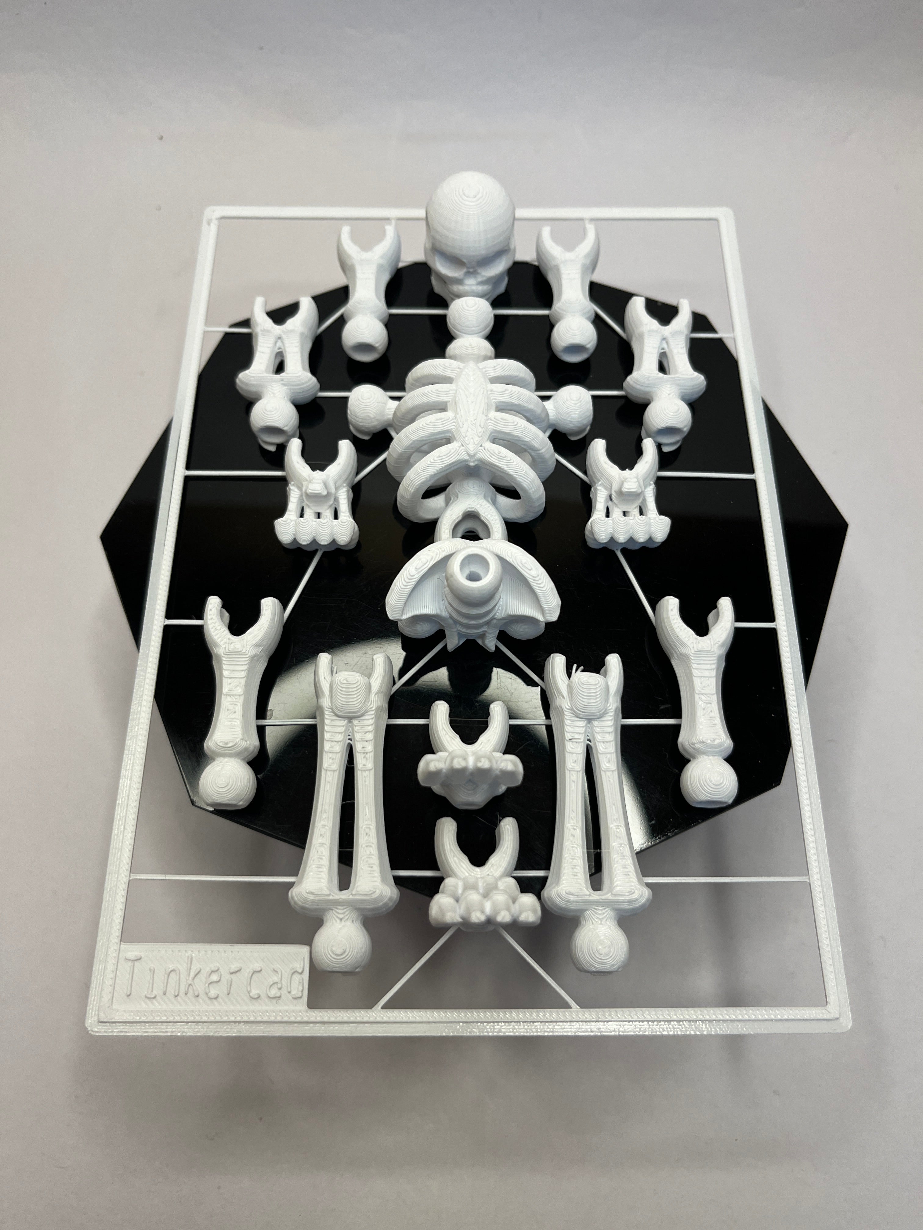 The Bare Bones Project: Anatomy Assembly Kit